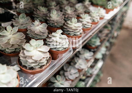 Centre de jardin et fournisseur grossiste concept. Beaucoup de différents cactus dans les pots de fleurs en fleurs sur les étagères de magasin chariot. Beaucoup de petits pots Banque D'Images