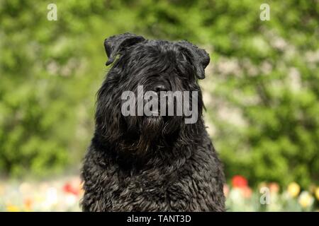 Portrait Bouvier des Flandres Banque D'Images