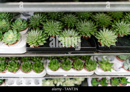 Centre de jardin et fournisseur grossiste concept. Beaucoup de différents cactus dans les pots de fleurs en fleurs sur les étagères de magasin chariot. Beaucoup de petits pots Banque D'Images