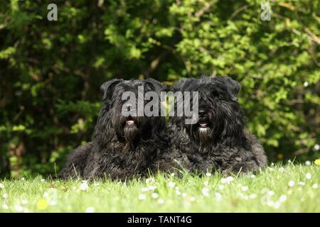 Bouvier des Flandres 2 Banque D'Images