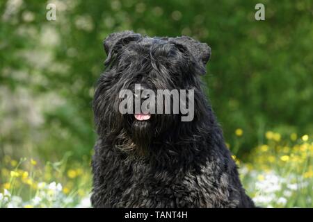 Portrait Bouvier des Flandres Banque D'Images