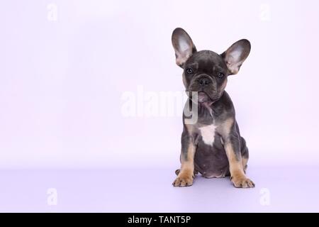 Bouledogue Français Banque D'Images