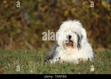 Situé Old English Sheepdog Banque D'Images