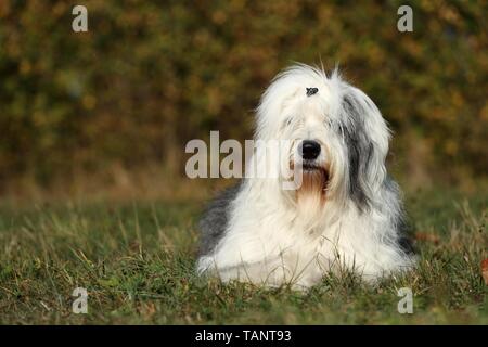 Situé Old English Sheepdog Banque D'Images