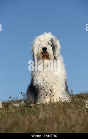 Assis Old English Sheepdog Banque D'Images