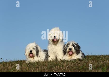 Old English Sheepdogs Banque D'Images