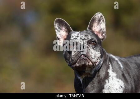 Bouledogue Français Portrait Banque D'Images