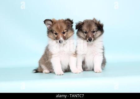 Chiots Shetland Sheepdog Banque D'Images