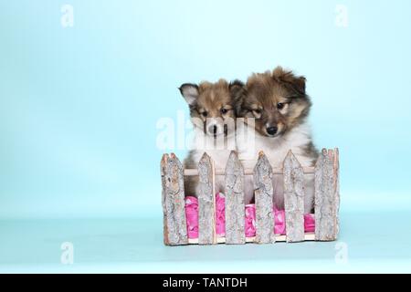 Chiots Shetland Sheepdog Banque D'Images