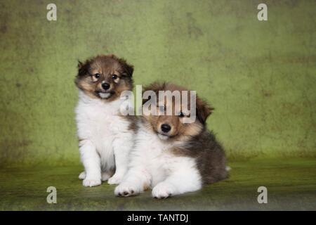 Chiots Shetland Sheepdog Banque D'Images