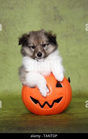 Chiot berger Shetland Banque D'Images