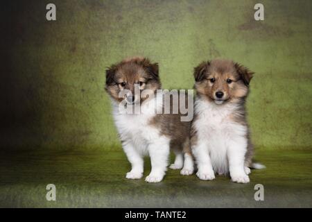 Chiots Shetland Sheepdog Banque D'Images
