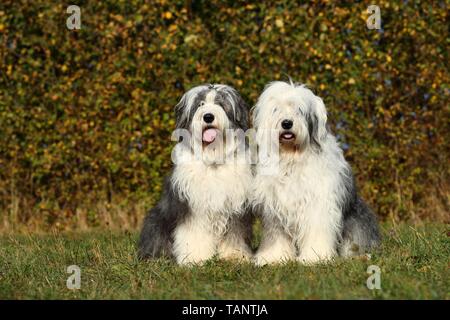 Old English Sheepdogs Banque D'Images