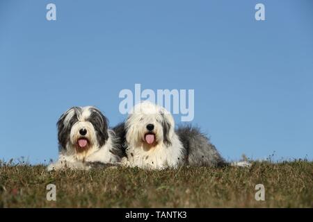 Old English Sheepdogs Banque D'Images