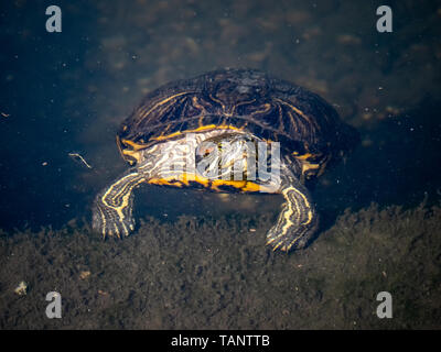 Une tortue à oreilles rouges repose dans un petit étang japonais. Ces animaux sont une espèce envahissante au Japon. Banque D'Images