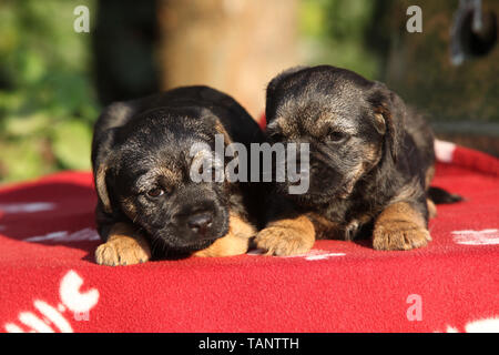 Deux adorables chiots de border terrier lying on blanket Banque D'Images