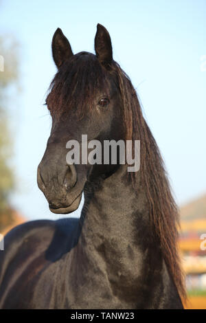 Beau cheval frison travaillant dans paddock rond Banque D'Images