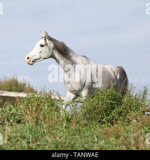 Belle étalon arabe gris s'exécutant sur des pâturages Banque D'Images