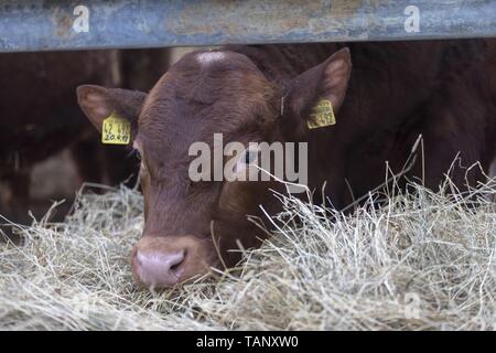 Bovin Limousin Banque D'Images