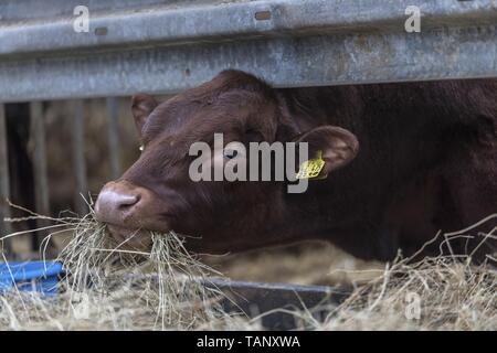 Bovin Limousin Banque D'Images