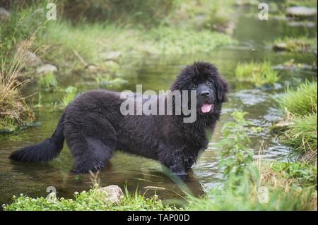Newfoundland Dog Puppy Banque D'Images