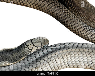 King Cobra libre isolé sur fond blanc, chemin de détourage Banque D'Images