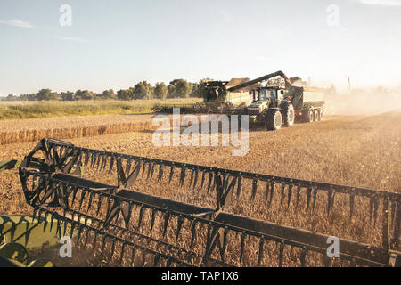 Moissonneuse-batteuse et un tracteur travaillant ensemble sur un champ de blé Banque D'Images