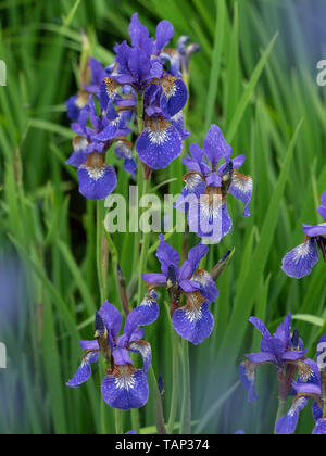 Iris de Sibérie (Iris sibirica) en bordure de fleurs Banque D'Images