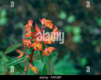 Griffith's spurge Euphorbia griffithii Banque D'Images