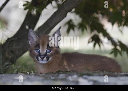 Bébé lynx du désert Banque D'Images