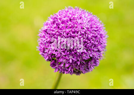 L'oignon géant fleur sur fond flou Banque D'Images