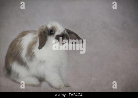 lapin Banque D'Images