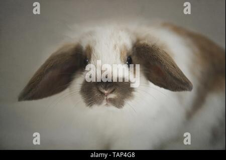 lapin Banque D'Images