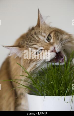 Chat Norvégien de l'alimentation Banque D'Images