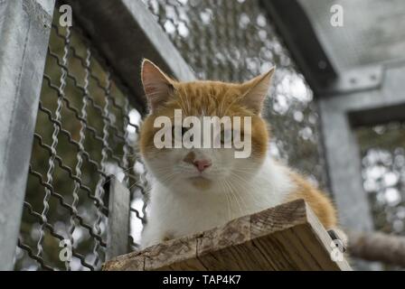 Chat de maison en refuge pour animaux Banque D'Images