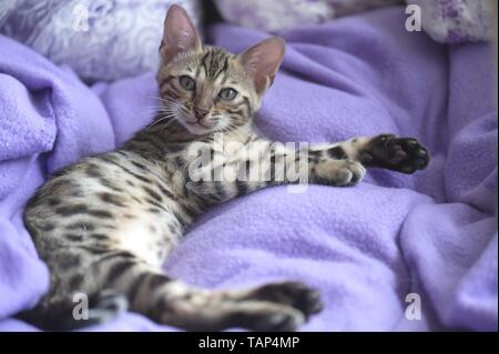 Bengal chat dans l'appartement Banque D'Images