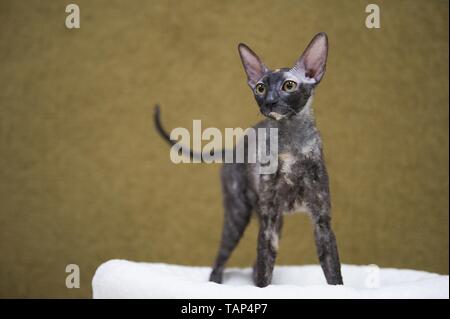 Cornish Rex Banque D'Images