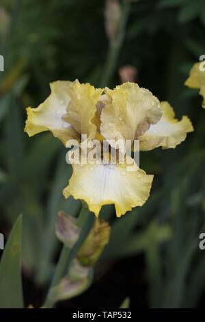 Iris 'County Cork' sur l'affichage à l'Schreiner's Iris Gardens à Salem, Oregon, USA. Banque D'Images