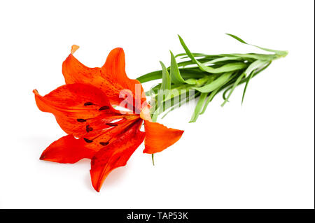 Lys Orange flower isolated on white backgrouind Banque D'Images