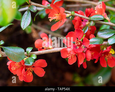 Les fleurs du printemps rouge de l'arbuste à feuilles caduques hardy coing japonais, Chaenomeles x superba 'Crimson and Gold' Banque D'Images