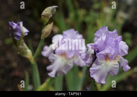 Iris 'ondulation de l'eau", introduit en 1966, sur l'affichage à l'Schreiner's Iris Gardens à Salem, Oregon, USA. Banque D'Images