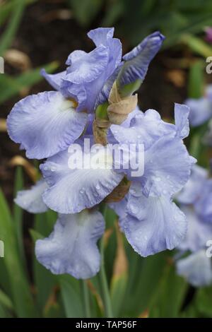 Iris 'Eleanor's Pride', introduite en 1961, sur l'affichage à l'Schreiner's Iris Gardens à Salem, Oregon, USA. Banque D'Images