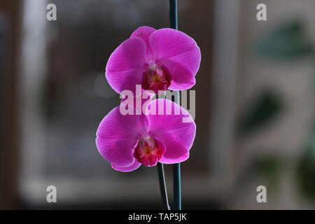 Belle orchidée pourpre fleur sont sur le rebord. Banque D'Images