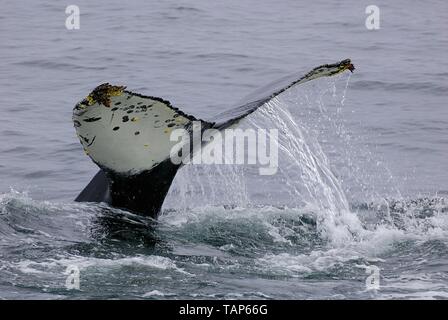 Baleine à bosse Banque D'Images