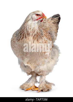 Jeune adulte couleur saumon poulet Brahma debout face à face. Tournant la tête de côté. Isolé sur fond blanc. Banque D'Images