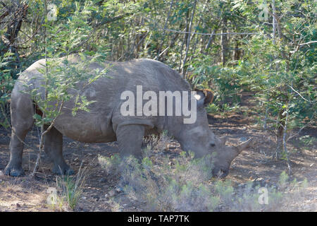 Rhinocéros blanc, Eastern Cape, Afrique du Sud Banque D'Images