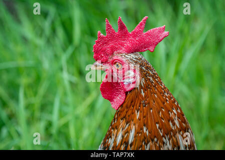 - Stoapiperl Steinpiperl Steinhendl - coq - poulet - poulet en danger critique d'Autriche en race free range (Gallus gallus domesticus) Banque D'Images