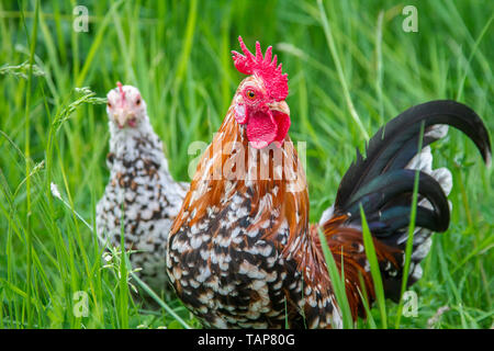 Steinpiperl Steinhendl Stoapiperl - - - - groupe de poulet Poulet de race en danger critique d'Autriche en libre pâturage (Gallus gallus domesticus) Banque D'Images