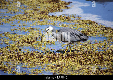 Australasian blanc adultes confrontés heron Egretta Novaehollandiae dans son environnement naturel Curio bay, la Nouvelle-Zélande, Catlins Banque D'Images