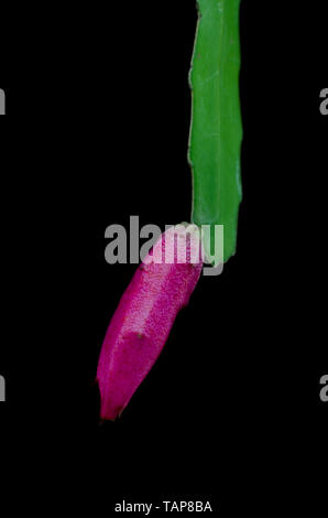 Epiphyllum phyllanthus, un cactus épiphytes Banque D'Images